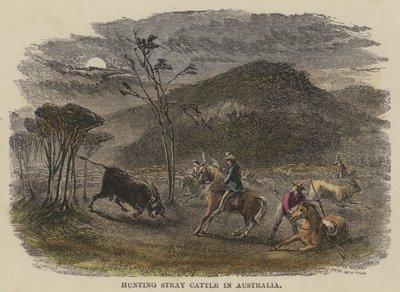Hunting Stray Cattle in Australia by English School