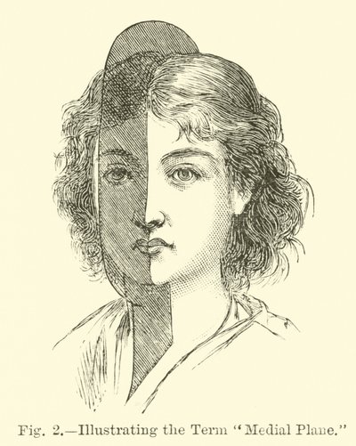 Illustrating the Term Medial Plane by English School