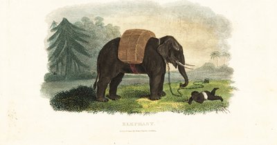 Indian child left under the protection of a chained elephant while the parents forage in the woods for food by English School