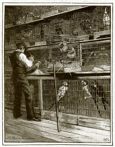 Jamrachs, The Aviary by English School