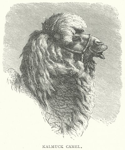 Kalmuck Camel by English School