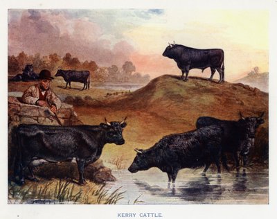Kerry Cattle by English School