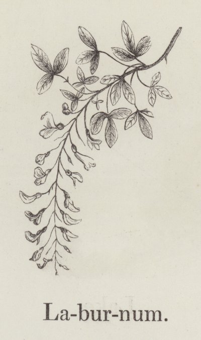 Laburnum by English School