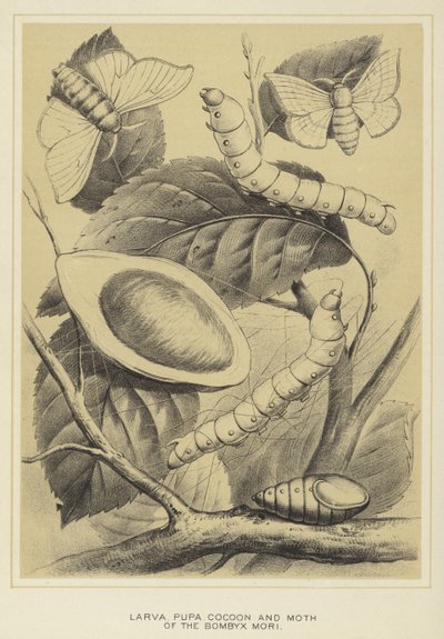Larva, Pupa, Cocoon and Moth of the Bombyx mori by English School