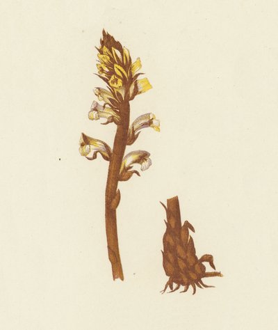 Lesser Broom Rape, Orobanche Minor by English School
