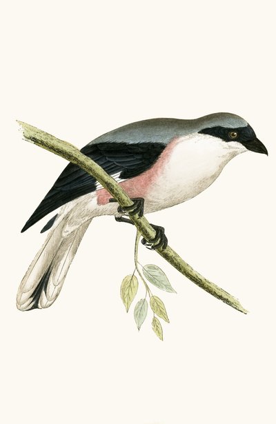 Lesser Grey Shrike, Illustration from 