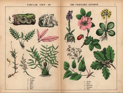 Lichen, Fungus, Alga, Moss, Fern, Grass, Palm, Orchis, Rose, Auricula, Clematis, and Oak, from 