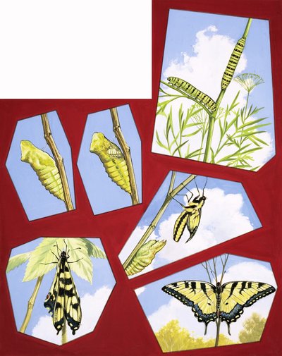 Life cycle of the butterfly by English School
