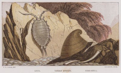 Ligia, Torbay Bonnet, Tusk-Shell by English School