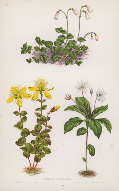 Linnaea Borealis; Hypericum Nummularium; Trientalis Europaea by English School