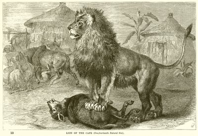 Lion of the Cape by English School