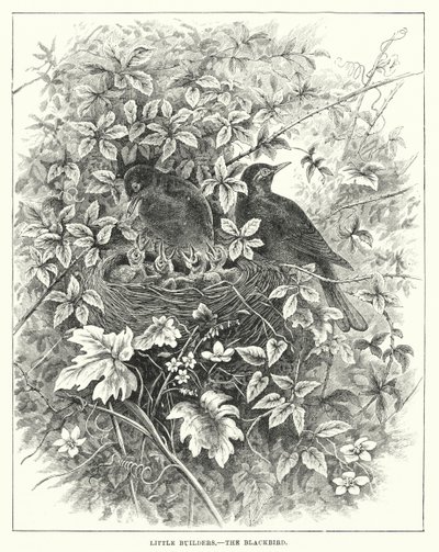 Little Builders, The Blackbird by English School