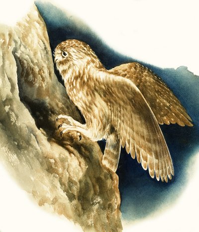 Little Owl by English School