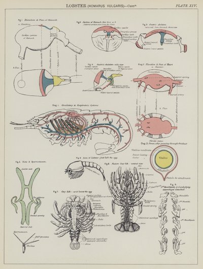 Lobster, Homarus Vulgaris by English School