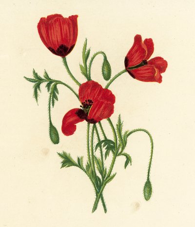 Long Prickly-Headed Poppy, Papaver Argemone by English School