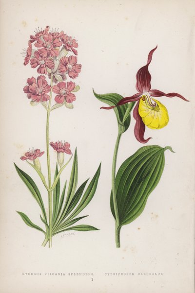 Lychnis Viscaria Splendens; Cypripedium Calceolus by English School