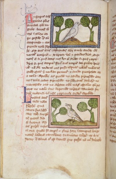 Page of Text with a White Hawk and a Nightingale, from a Bestiary by English School