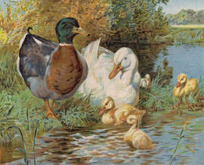 Mallard ducks and ducklings in a pond by English School