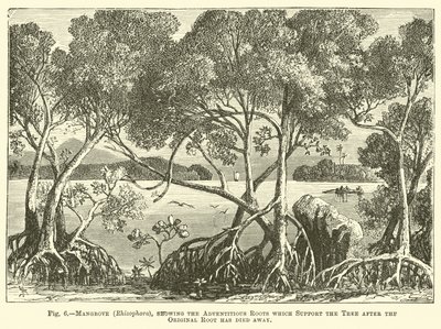 Mangrove (Rhizophora), showing the Adventitious Roots which Support the Tree after the Original Root has died away by English School