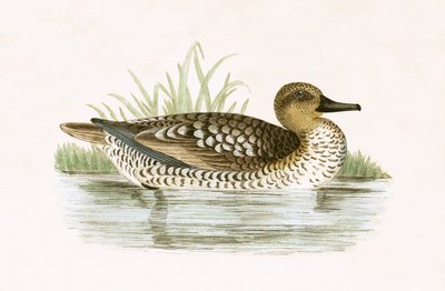 Marbled Duck, illustration from 