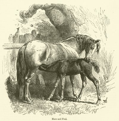 Mare and Foal by English School