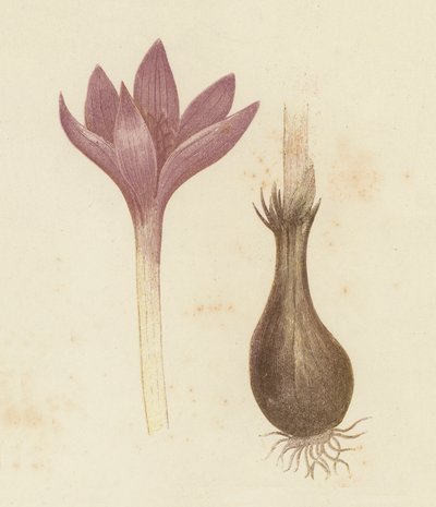 Meadow Saffron, Colchicum Autumnale by English School