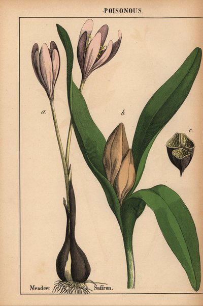 Meadow saffron with purple flower, from 