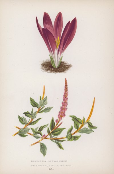 Merendera Bulbocodium; Polygonum Vaccinifolium by English School