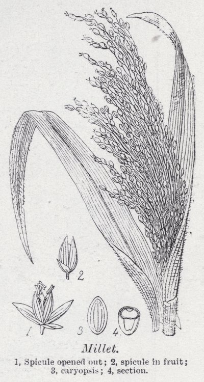 Millet by English School
