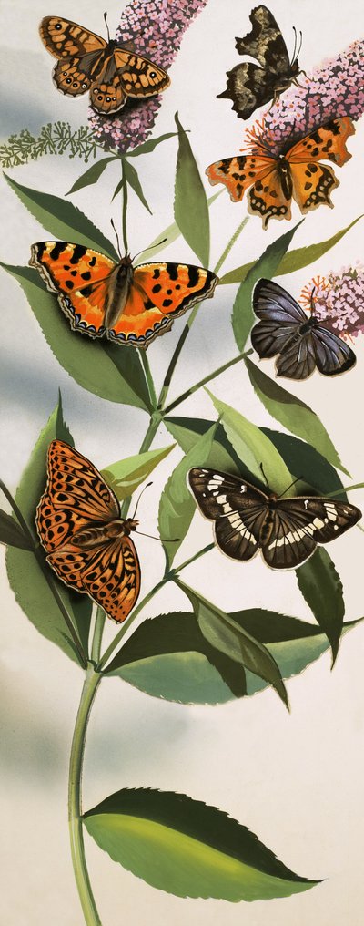 Montage of butterflies by English School