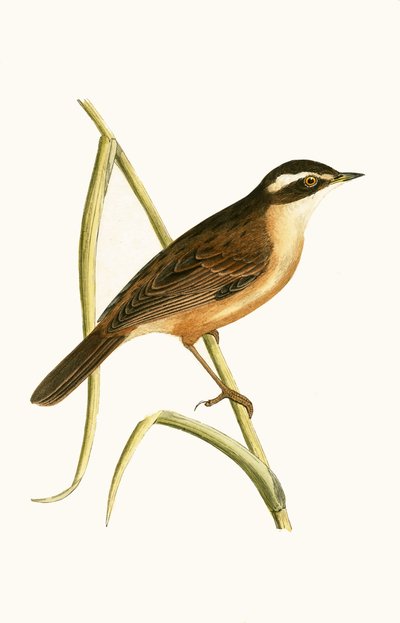Moustached Warbler, Illustration from 