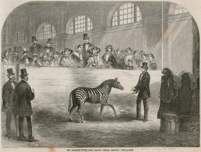 Mr. Rarey with the Tamed Zebra Before the Queen by English School