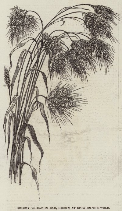 Mummy Wheat in Ear, Grown at Stow-on-the-Wold by English School