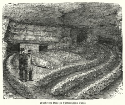 Mushroom Beds in Subterranean Caves by English School
