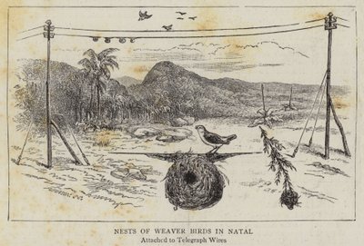 Nests of Weaver Birds in Natal by English School