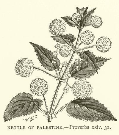 Nettle of Palestine, Proverbs, xxiv, 31 by English School