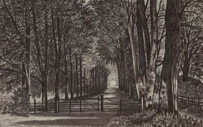 Newbury: Avenue, Highclere Park by English School