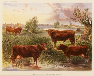 Norfolk and Suffolk Polled Cattle by English School