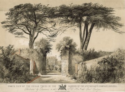 North View of the Cedar Trees in the Gardens of the Apothecary