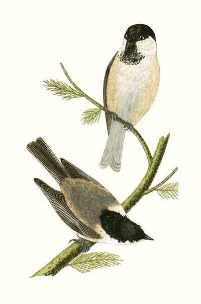 Northern Tit, Illustration from 