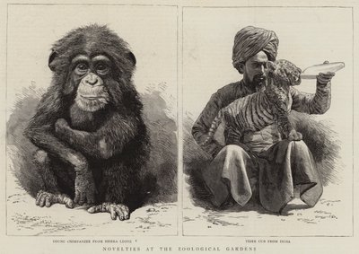 Novelties at the Zoological Gardens by English School