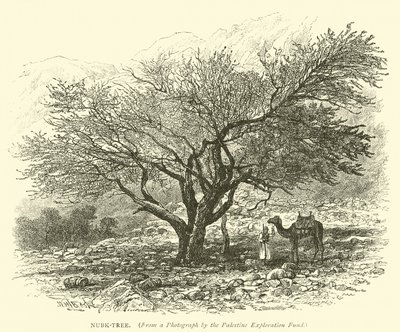 Nubk-Tree by English School