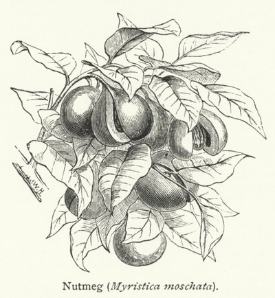Nutmeg (Myristica moschata) by English School