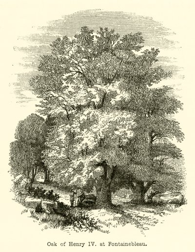 Oak of Henry IV, at Fontainebleau by English School