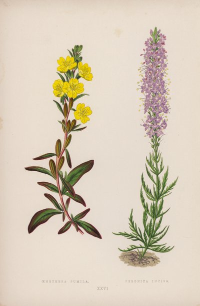 Oenothera Pumila; Veronica Incisa by English School