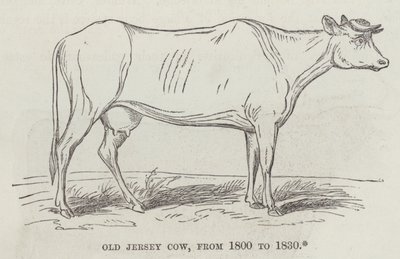 Old Jersey cow, from 1800 to 1830 by English School