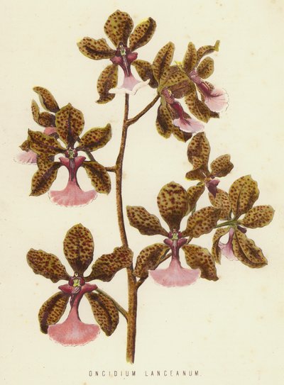 Oncidium Lanceanum by English School