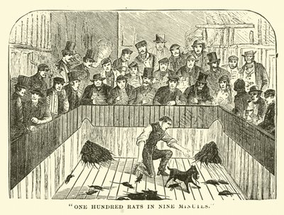 One hundred rats in nine minutes by English School