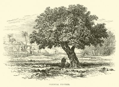 Oriental Fig-Tree by English School