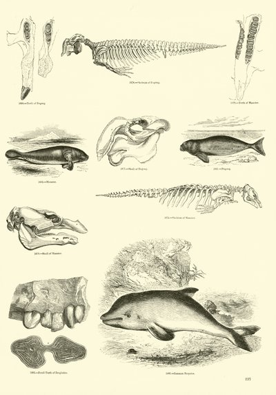 Page from The Pictorial Museum of Animated Nature by English School